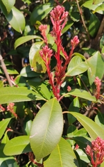 Photinia serrulata