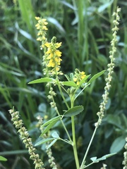 Melilotus indicus