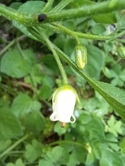 Salpichroa origanifolia