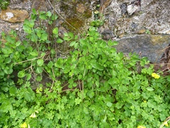 Salpichroa origanifolia