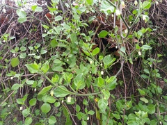 Salpichroa origanifolia