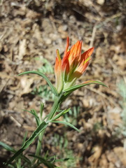 Castilleja organorum