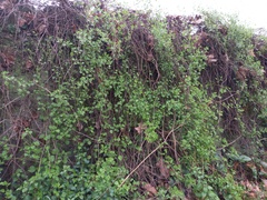 Salpichroa origanifolia