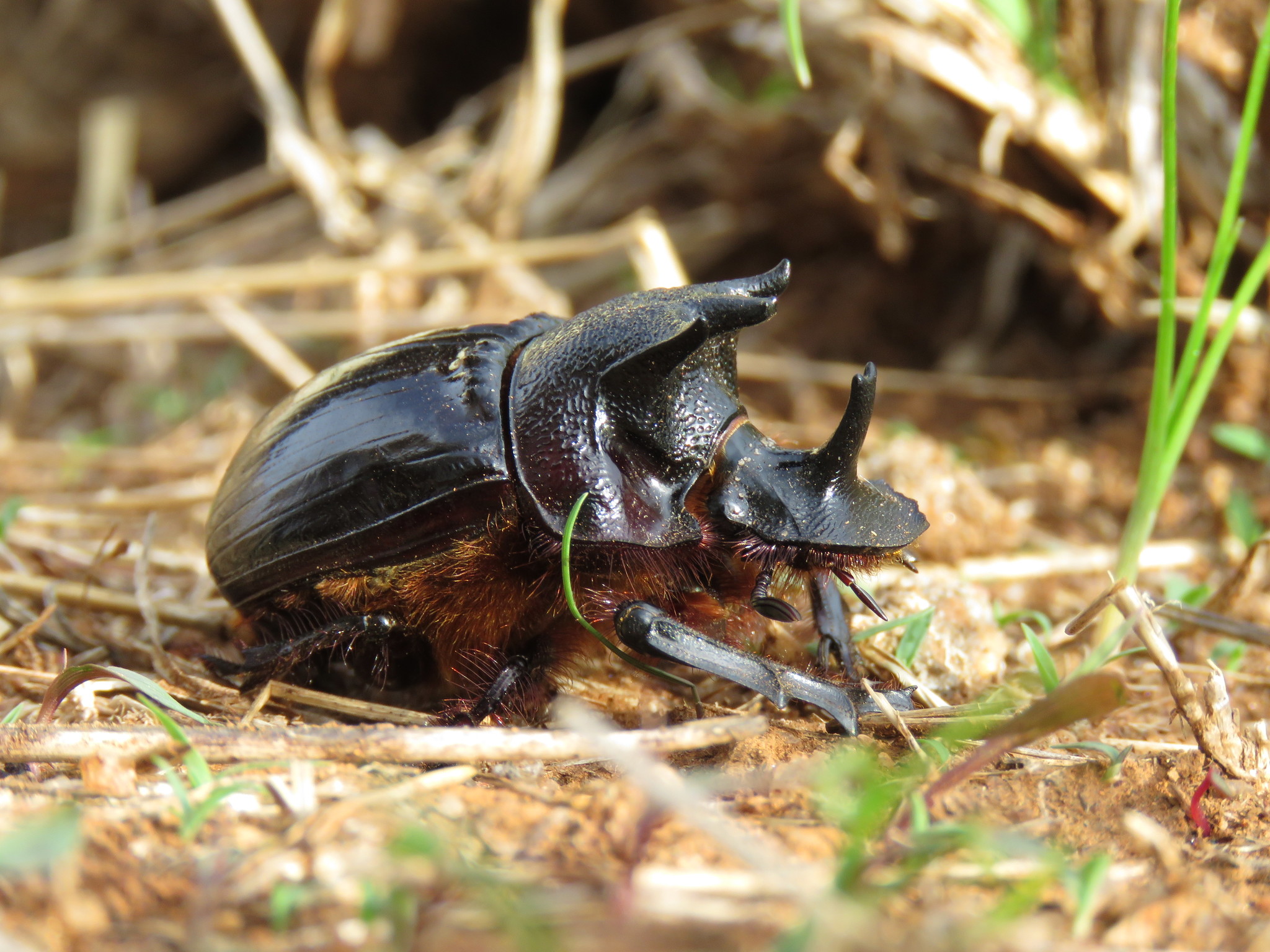 Heliocopris hermes · iNaturalist