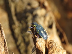 Polyclaeis longicornis