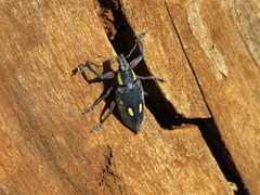 Polyclaeis longicornis