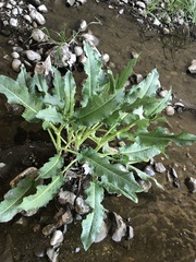 Rumex obtusifolius