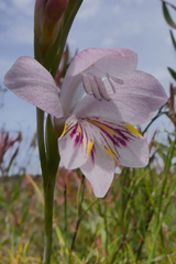 Gladiolus martleyi