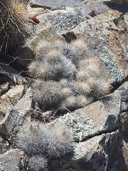 Escobaria organensis