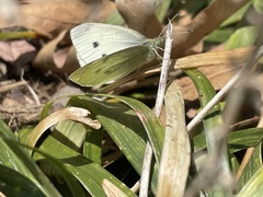 Pieris rapae