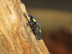 Polyclaeis longicornis