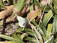 Pieris rapae