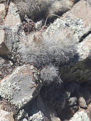 Escobaria organensis