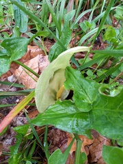 Arum italicum