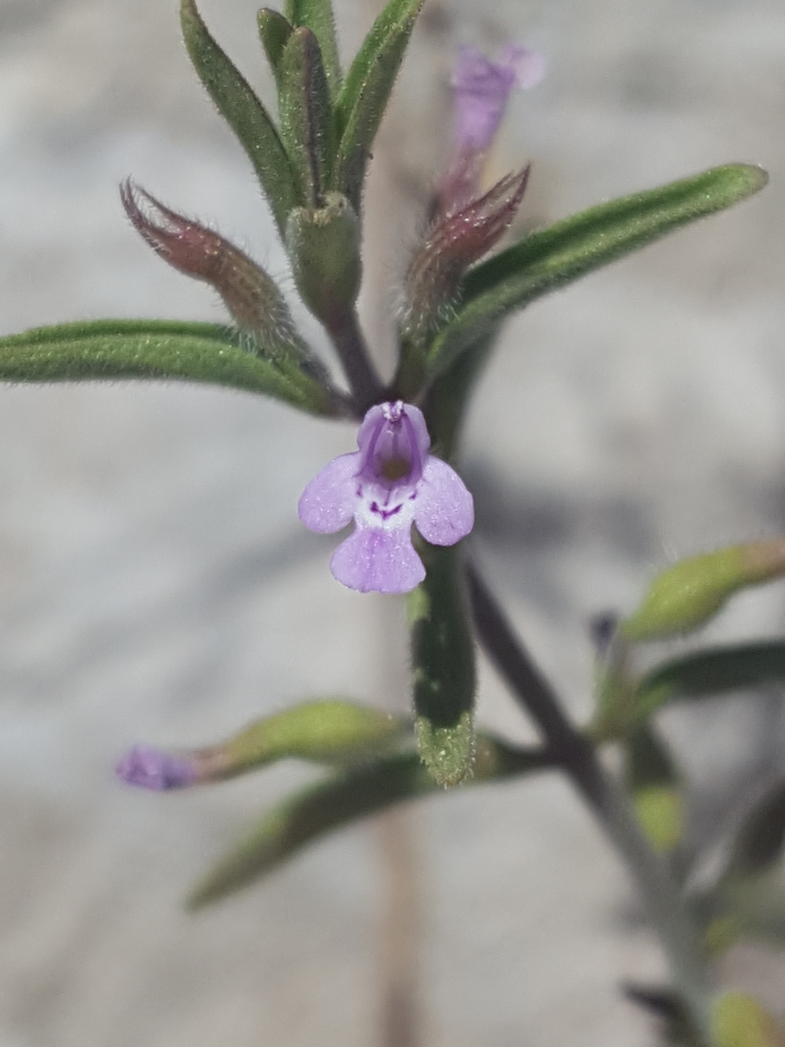 Hedeoma drummondii
