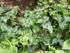 Arum italicum