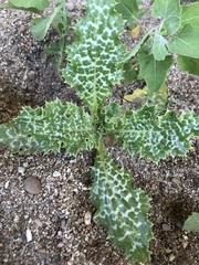 Silybum marianum