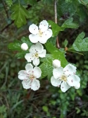 Crataegus monogyna