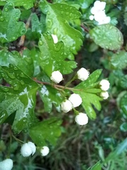 Crataegus monogyna