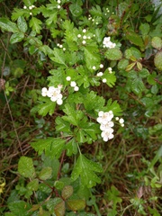 Crataegus monogyna