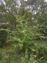 Crataegus monogyna