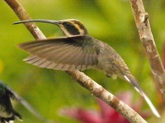 Phaethornis eurynome