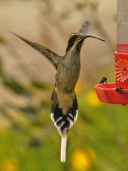 Phaethornis eurynome