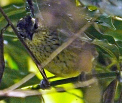 Dysithamnus stictothorax