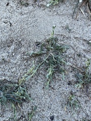 Pectocarya anisocarpa