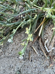 Pectocarya anisocarpa