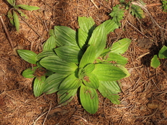 Plantago subnuda