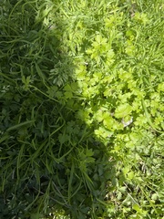 Ranunculus platensis