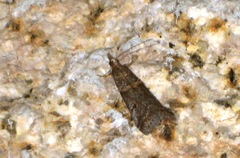 Acrobasis obliqua
