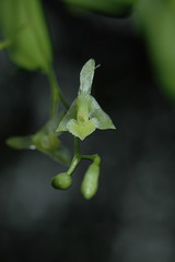 Epidendrum vincentinum