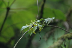 Epidendrum jamaicense