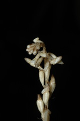 Wullschlaegelia calcarata