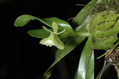 Epidendrum difforme