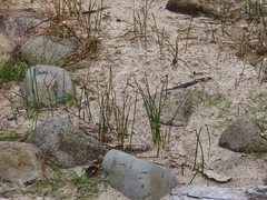 Juncus breweri
