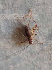 Gryllomorpha