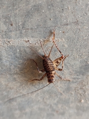 Gryllomorpha