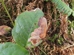 Cameraria gaultheriella