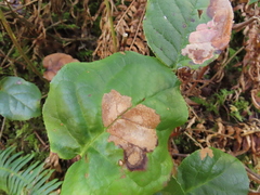 Cameraria gaultheriella