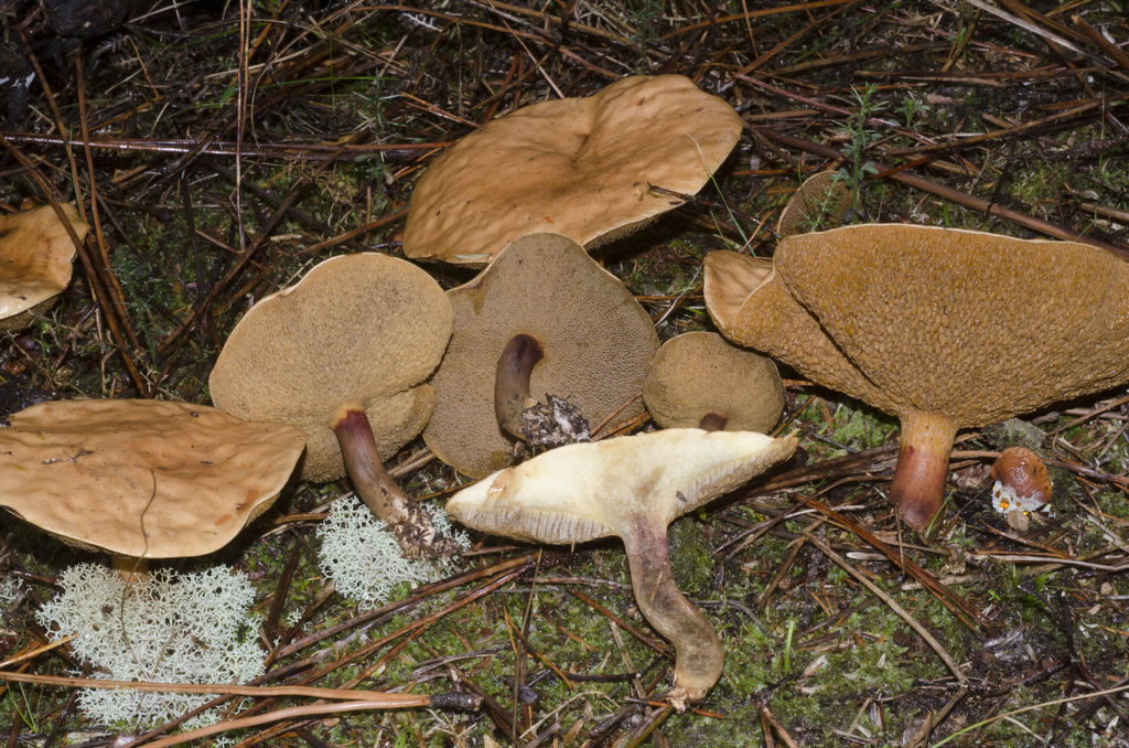 Bovine Bolete (Fungi of southern Africa) ?? iNaturalist