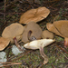 Suillus bovinus - Photo (c) Jerry Cooper, μερικά δικαιώματα διατηρούνται (CC BY), uploaded by Jerry Cooper