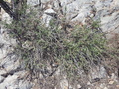 Salvia lycioides
