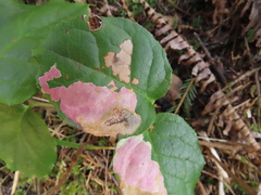 Cameraria gaultheriella