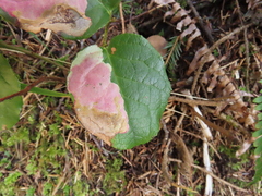 Cameraria gaultheriella