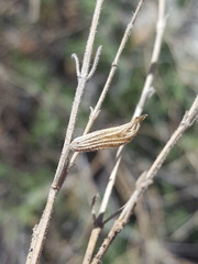 Salvia lycioides