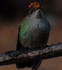 Sephanoides sephaniodes