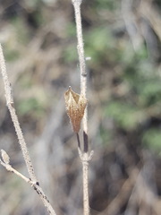 Salvia lycioides